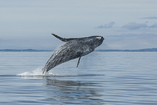 Humpback Whale